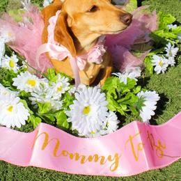 Daisy - Dachshund