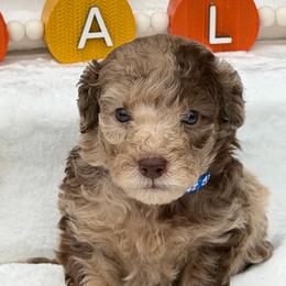 Dark Blue Paws - Merle male Goldendoodle puppy in Rush, New York from Care Bear Puppies
