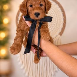 Fuji - Red  male Goldendoodle puppy in Norcross, Georgia from Teddy Puppies