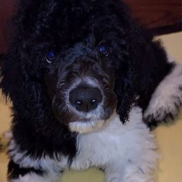 Poodle Puppies from White Comet Poodles