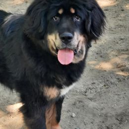 Houtu - Tibetan Mastiff