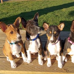 Basenji Puppies from Makindu Basenjis