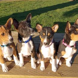 Basenji Puppies from Makindu Basenjis