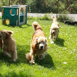 Golden Retriever All Grown Up from Bryeridge Goldens