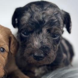 Boy 4 - Merle male Goldendoodle puppy in Milford, Indiana from Railway Acres Kennel