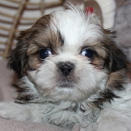 Girl 2 - Red and white female Shih Tzu puppy in Craig, Colorado from Rocky Mountain Shih Tzus and Dry Creek Miniature Dachshunds