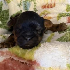 Zack - Black and tan male Brussels Griffon puppy in Ogden, Utah from Shelly's Brussels Griffons