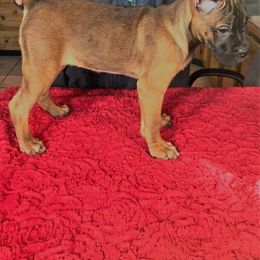 Cane Corso Puppies from Wolfcreek Cane Corsos