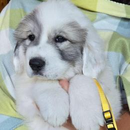 Cirrus - White and badger male Great Pyrenees puppy in Antwerp, New York from Empyre Great Pyrenees