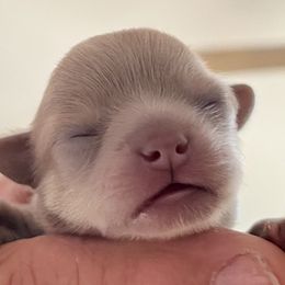 Chihuahua Puppies from Sternheim Stars