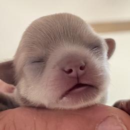 Chihuahua Puppies from Sternheim Stars