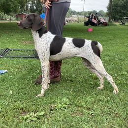 Sweetie - German Shorthaired Pointer