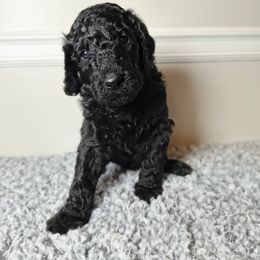 Chow Chow and Poodle Puppies from Pandora