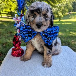 Aussiedoodle, Australian Shepherd, Bernedoodle, Cockapoo, Double Doodle, and Poodle Puppies from Sis' Doodles & Poodles
