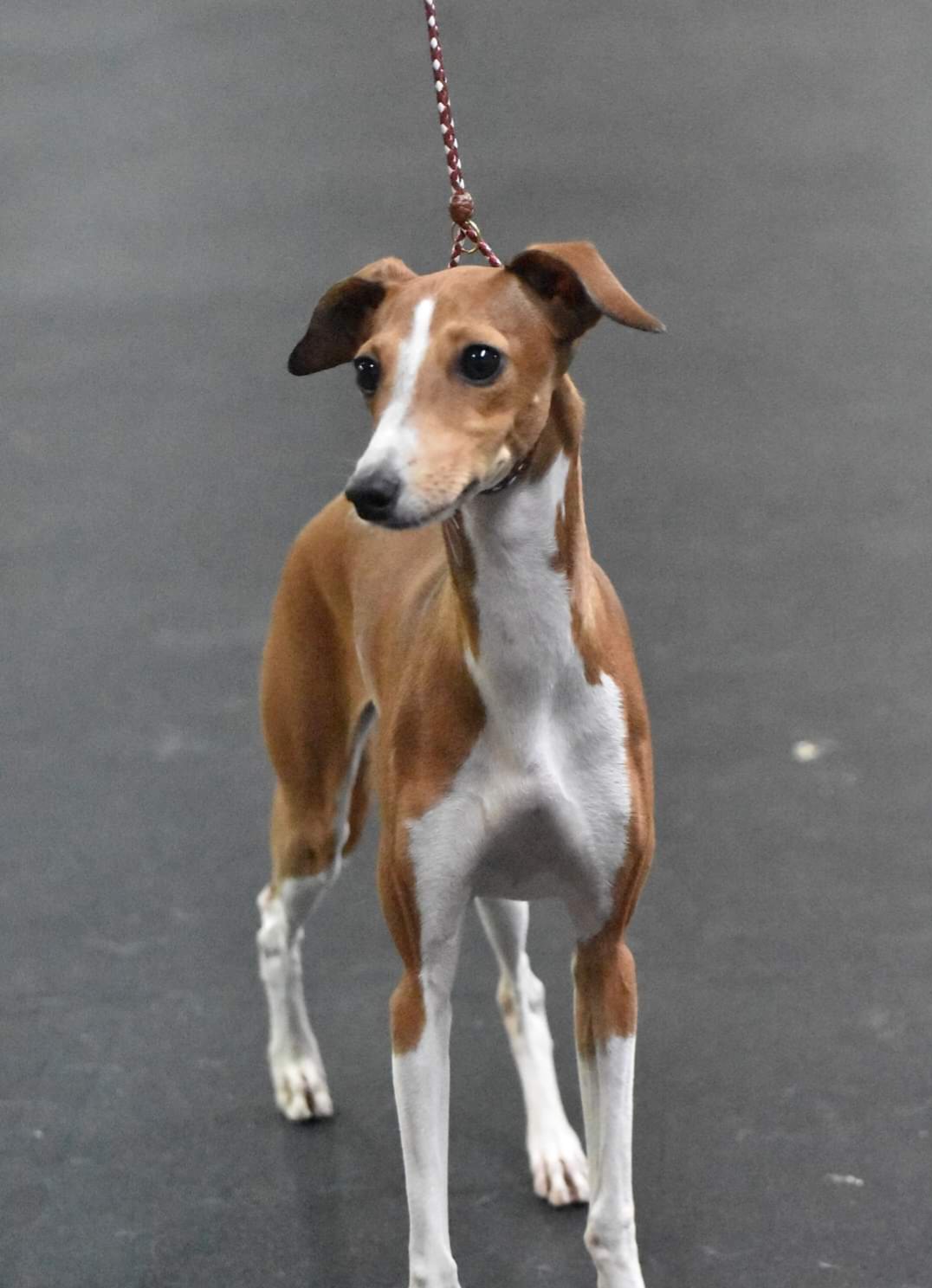 Italian Greyhound Puppies from Ruscelli Italian Greyhounds
