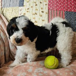 Tex - Tri-color male Cavapoo puppy in Underwood, Minnesota from Tru Cuddle Pups