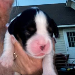 Cash - Tri-color male Cavalier King Charles Spaniel puppy in Enid, Oklahoma from Laurel Crown Cavaliers