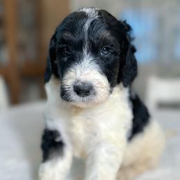 Otis - Tri-color male Bernedoodle puppy in Osage City, Kansas from Golden Ridge Goldens