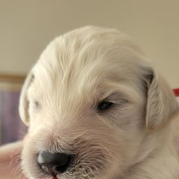 Goldendoodle Puppies from Sancass'd Goldendoodles