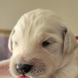 Goldendoodle Puppies from Sancass'd Goldendoodles