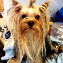 Reggie - Yorkshire Terrier