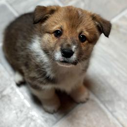 Charlie - Sable male Pembroke Welsh Corgi puppy in Nortonville, Kansas from Low Riders Corgis & Mini Aussies