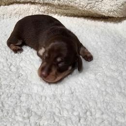 Laverne - Chocolate and cream female Dachshund puppy in Sarasota County, Florida from Donna's Mini Joys