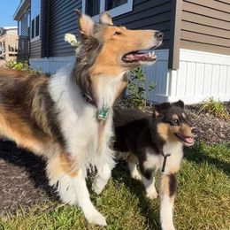 Collies from J Lynn Collies