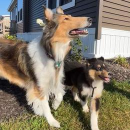 Collies from J Lynn Collies