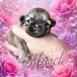 Girl - Sable female Shih Tzu puppy in Dallas, Texas from Almost Heaven Shih Tzu