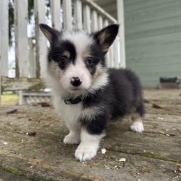 Tux (grey) - Black and tan male American Corgi puppy in East Oakdale, California from Rhettro Kennels