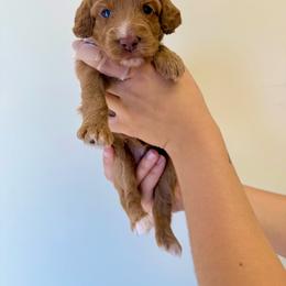 Oakley - Red  female Goldendoodle puppy in Norcross, Georgia from Teddy Puppies