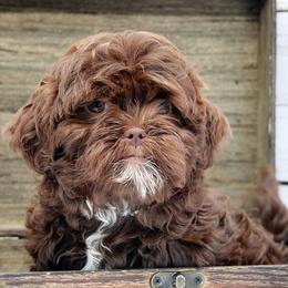 NINA - Brown female Russian Tsvetnaya Bolonka puppy in West Plains, Missouri from Must Be Frenchies & Crown Of Curls Bolonka