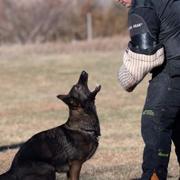 German Shepherds from Strawn German Shepherds