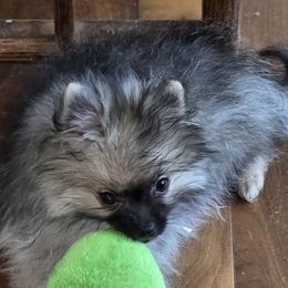 Maui not from Hawaii. California - Wolf sable male Pomeranian puppy in El Centro, California from BabyBooPoms