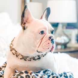 Thelmasbullys Sophie De Charme - French Bulldog