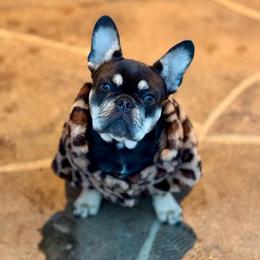 Boba - Tricolors female French Bulldog puppy in Shasta Lake, California from Mt Shasta Frenchies