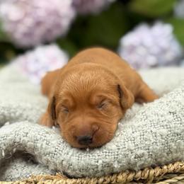 Gotham - Yellow male Labrador Retriever puppy in Puyallup, Washington from 12 Door Farm Labradors