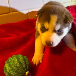 Siberian Husky Puppies from Hito's Huskies