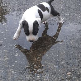 American Staffordshire Terrier and French Bulldog Puppies from Cicero Kennels