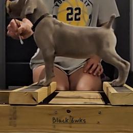 Black Collar - Silver gray female Weimaraner puppy in Indiana from So-IN Weimaraner's