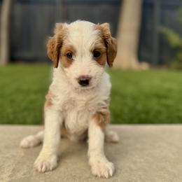 Ms. Yellow - Cream female Aussiedoodle puppy in San Antonio, Texas from Lovable Doodles SA