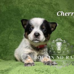 Cherry - Blue male Australian Cattle Dog puppy in Silsbee, Texas from Rockin ND Ranch