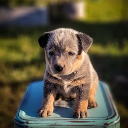 Anatolian Shepherd Dog and Australian Cattle Dog Puppies from 4D Cattle Dogs