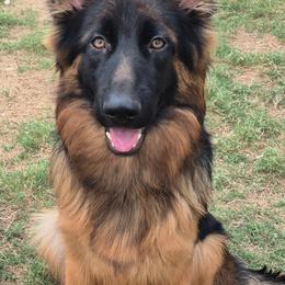 Empress - German Shepherd