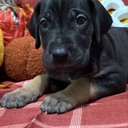 Bellatrix - Black female Great Dane puppy in Altoona, Alabama from Sovereignty Woods Great Danes