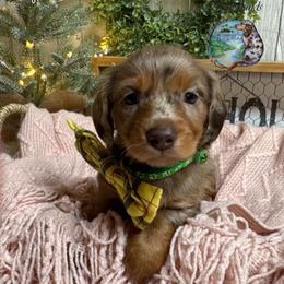 Captain ((Nash)) - Dapple male Dachshund puppy in Fayetteville, West Virginia from Loop Creek Dachshunds