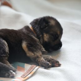German Shepherd Puppies from Milestone GSDs