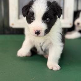Bane - Black and white male Border Collie puppy in Kalispell, Montana from North Fork Border Collies