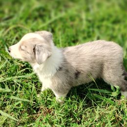 Border Collie Puppies from Bond Border Collies